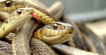ABD'de 'ölümsüz' yılan görüldü