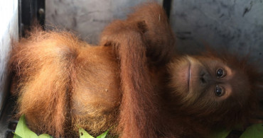 Endonezya'da Hayvan Kaçakçılığı! 2 Yavru Orangutan Kurtarıldı