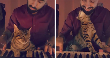 Türk Piyanistin Sokakta Bulduğu Yaralı Kedilerle Bütünleştirdiği Hayatı ve Müziği