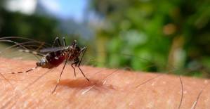 Bu Yöntemleri Daha Önce Hiç Kullanmadınız: Sivrisinekten Korunmanın Doğal Yolları