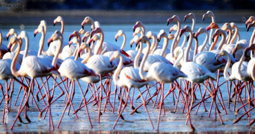 Van Gölü'nün Flamingoları Afrika'ya Göçüyor