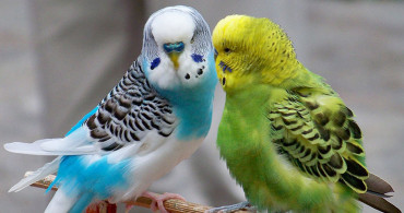 Evde Beslediğiniz Muhabbet Kuşlarını Nasıl Mutlu Edersiniz?
