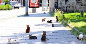 Antalyalı Kedilerin Sosyal Mesafeli Duruşu Dikkat Çekti!