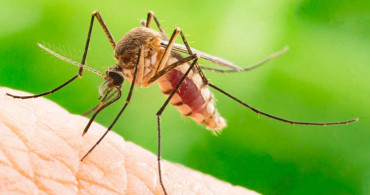 Sivrisinek Isırığı İçin Ev Yapımı Merhem Nasıl Yapılır?