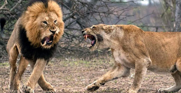 Vahşi Doğada Birbirinden İlginç Aslan Mücadeleleri