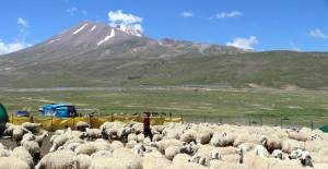 Kayseri'de 4 Bin Lira Aylıkla Çalışacak Çoban Bulamıyor