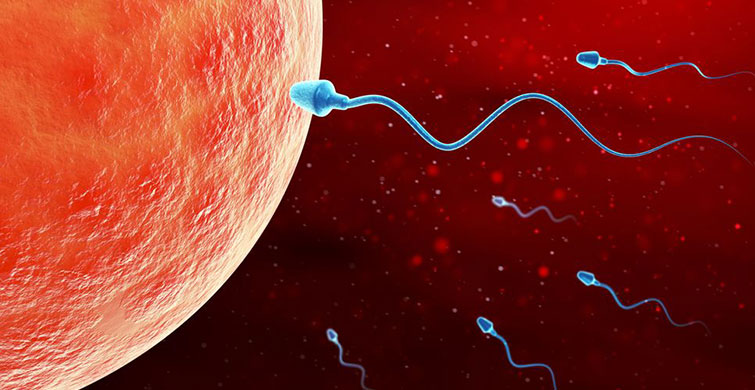 Spermi Hızlandıran Doğal Mucize!