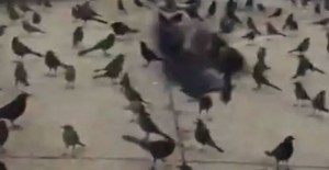 ABD'de Akbabalardan Sonra Kargalar Da Ceset Kokusuna Geldi