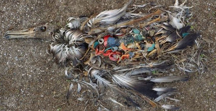 Atılan Her Plastik Şişe Binlerce Hayvanı Öldürüyor!