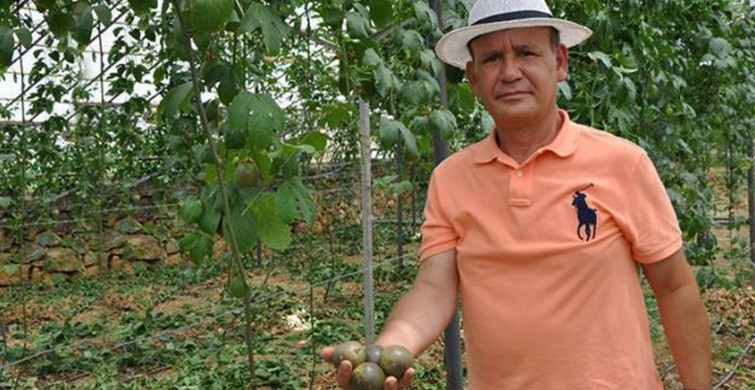 Almanya'dan Türkiye'ye Passiflora Yetiştirmek İçin Döndü, Kilosunu 76 Liradan Satıyor