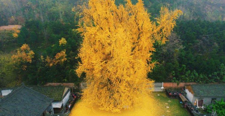 Atom Bombasının Bile Yok Edemediği Şifalı Bitki: Mabet Ağacı