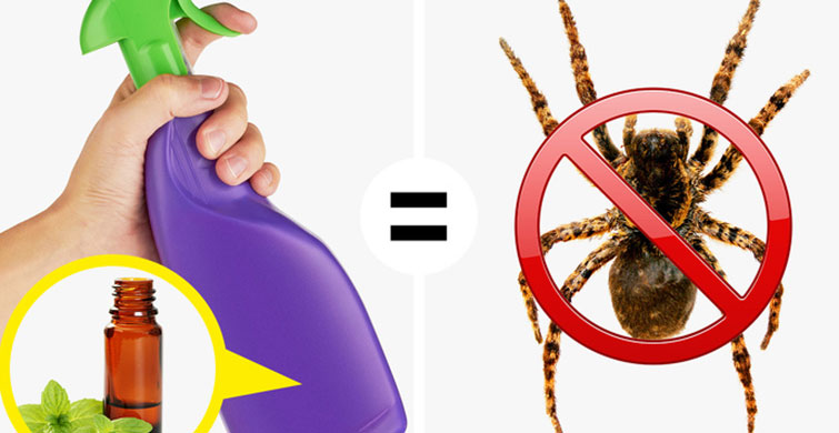 Böcekleri Evden Uzak Tutmak İçin En Doğal 6 Yöntem