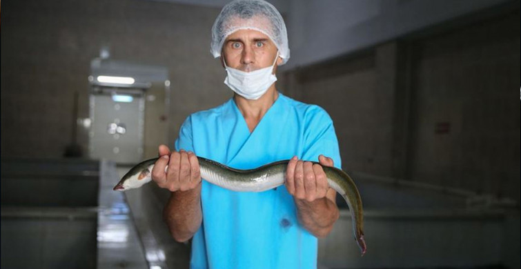 Bu nasıl tedavi yöntemi! Kabız olan adam çareyi yılan balığında buldu ama yemek yerine çok daha fenasını yaptı