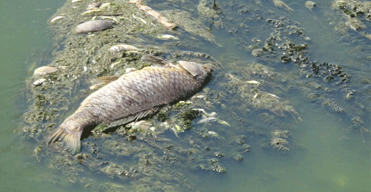 Büyük Menderes Nehri'ndeki Kuraklık Balıkların Ölümüne Neden Oldu