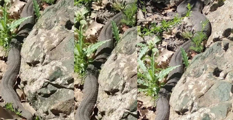 Dev yılanlar mahalle sakinlerini korkuttu Elazığ'da yılan paniği yaşandı