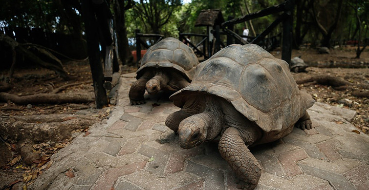 Dev Kaplumbağaların Yuvası Olan Changuu Adası'ndan 15 Esrarengiz Fotoğraf