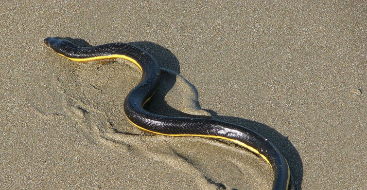 Dünyanın en tehlikeli yılanlarından birisi olan ve suyun altında yaşayan deniz yılanı ülkemizde de görüldü