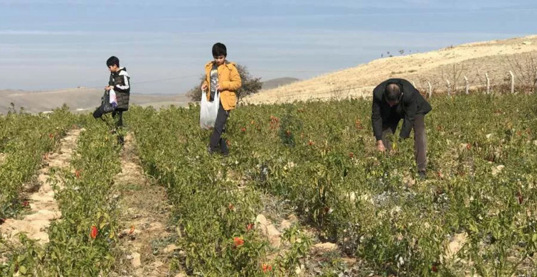 Elazığ’da Yaşayan Çiftçi Tarlasını İhtiyaç Sahiplerine Açtı: 7 Ton Sebzeyi Ücretsiz Dağıttı