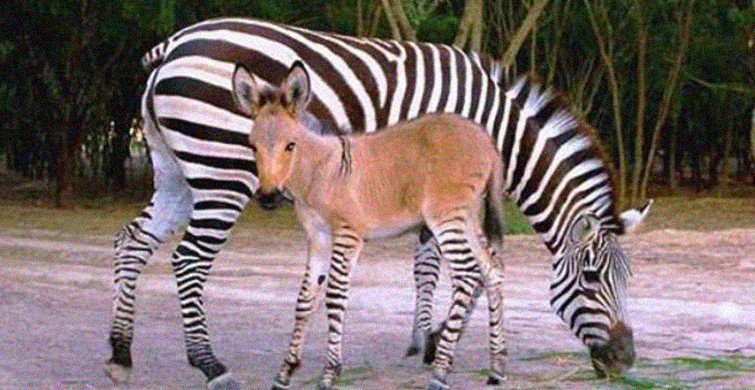 Eşek İle Zebra Çiftleşti ve Ortaya Çıkan Yavru Tüm Dünya'yı Büyüledi!