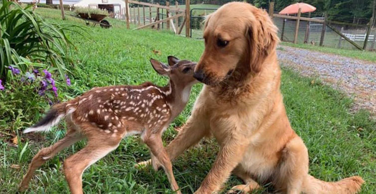 Baktığınız Anda Kalbinize İşleyecek 7 Sıcacık Fotoğraf