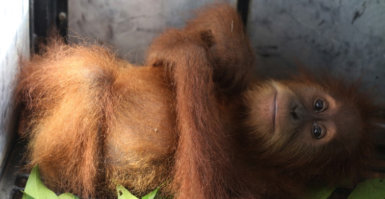 Endonezya'da Hayvan Kaçakçılığı! 2 Yavru Orangutan Kurtarıldı