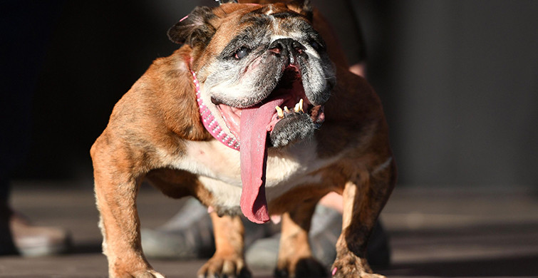 Dünyanın En Çirkin Köpeği Yarışmasının Kazananı İngiltere'den Zsa Zsa