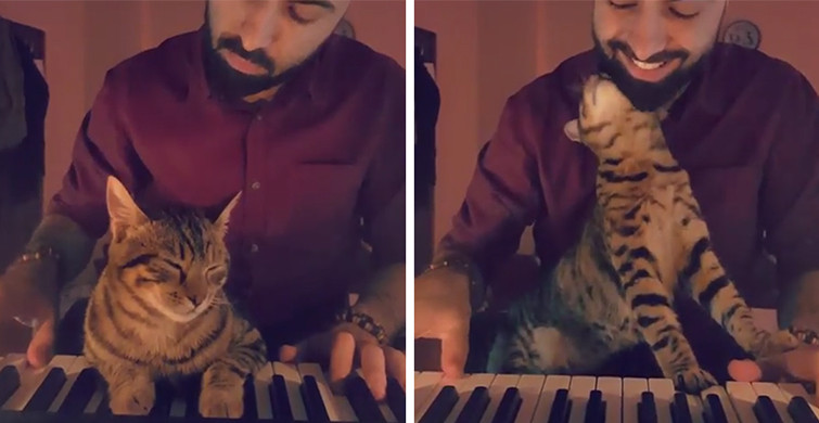 Türk Piyanistin Sokakta Bulduğu Yaralı Kedilerle Bütünleştirdiği Hayatı ve Müziği