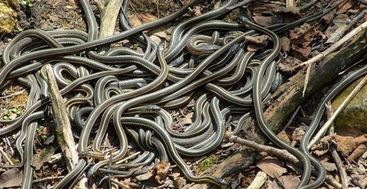 İstanbul’da şehrin içinde yılan görüldü