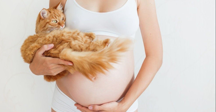 Kedilerden Bulaşan Toksoplazma Nedir?