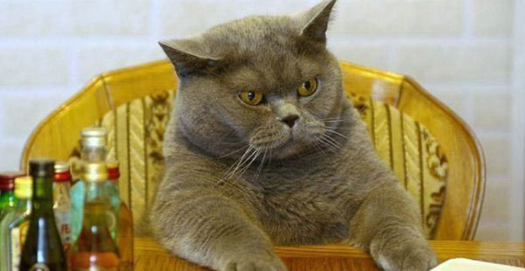 Kedilerin Komik Yaratıklar Olduğunu Kanıtlayan 11 Fotoğraf