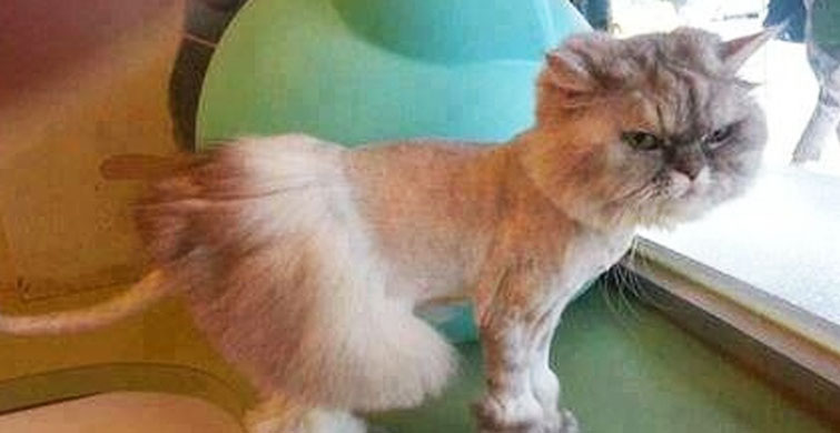 Saç Kesimi Çok Yanlış Giden Evcil Hayvanların Dramı