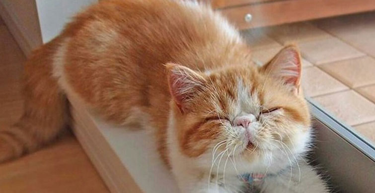 Kedilerin Dünyadaki En Güzel Şeyler Olduğunu Kanıtlayan 8 Fotoğraf
