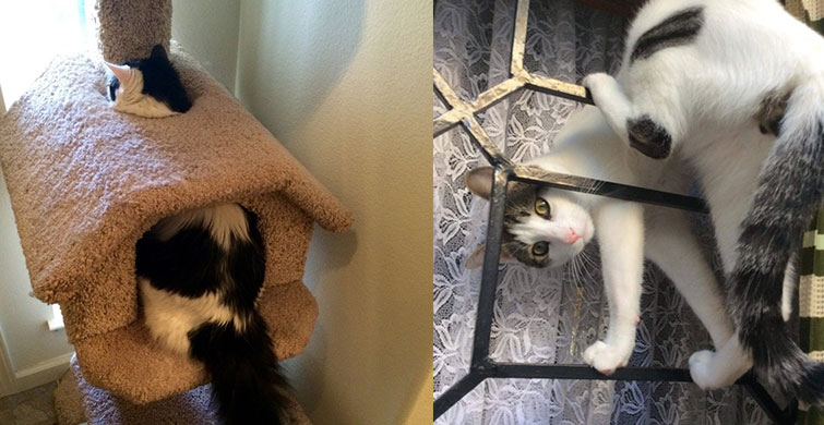 Kedilerin Kendi Dünyalarında Sergiledikleri Tuhaf Ama Komik Davranışlar