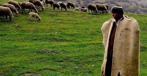 Çoban Desteği Ödemeleri Bugün Hesaplara Yatıyor