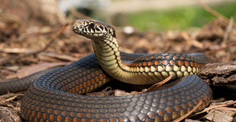 Manisa'da görülen dev yılan dehşete düşürdü! Yetkililer uyardı