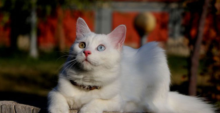 En Güzel Kedi Van Kedisi Su Seçildi
