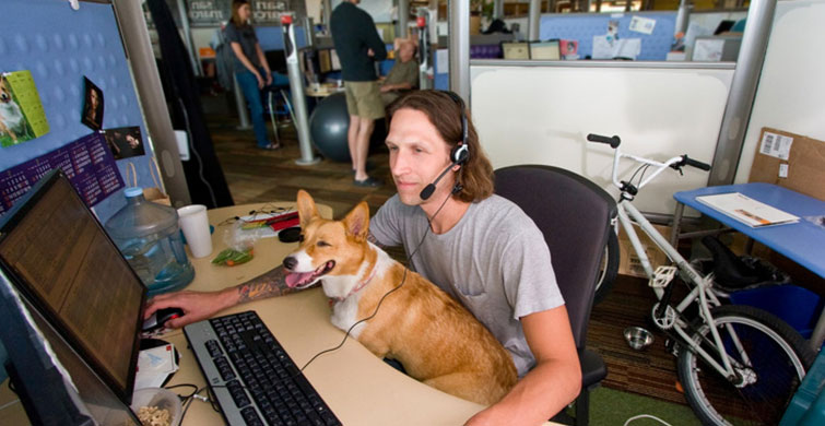 Ofiste Evcil Hayvan Bulundurmak Stresi Azaltıyor