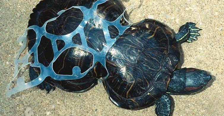 Attığın Her Plastik Şişe Tehlikeye Davetiye Çıkarıyor!