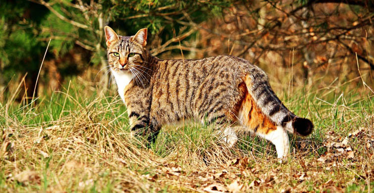 Dünya'nın En Devasa Evcil Kedi Türleri