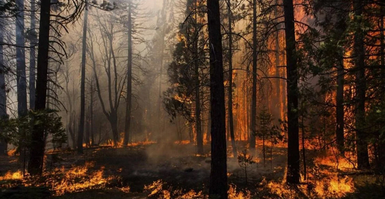 Ünlülerin Türkiye'deki Orman Yangınlarına Verdiği Tepkiler