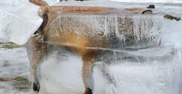 Soğuktan Donan Tilkiyi Bu Halde Buldular!