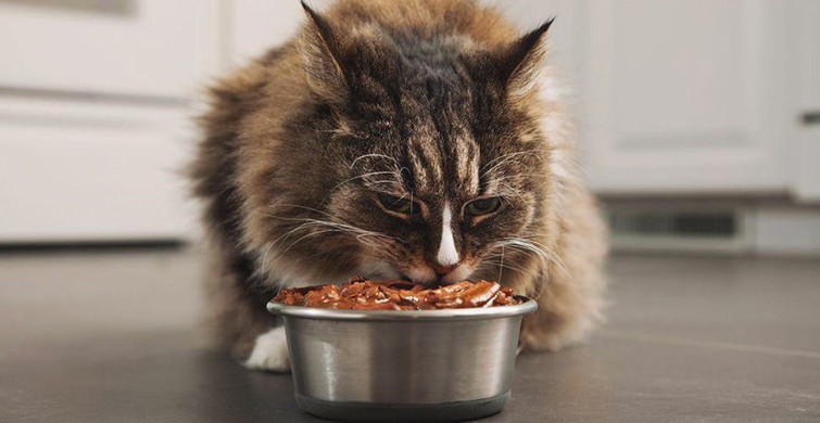 Kedilere Asla Yedirmemeniz Gereken Yiyecekler