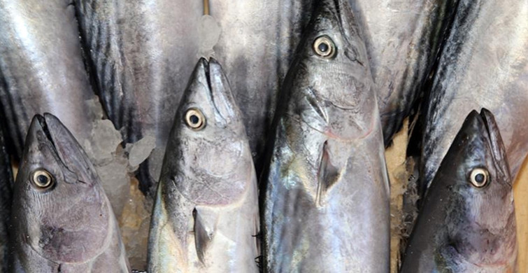 Sezonun Balığı Palamutu Tüketmenin Yararı Nedir?