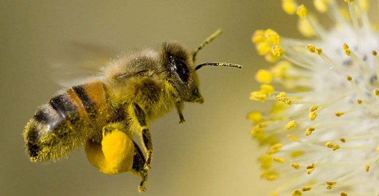 Arılar Hakkındaki İlginç Bilgiler