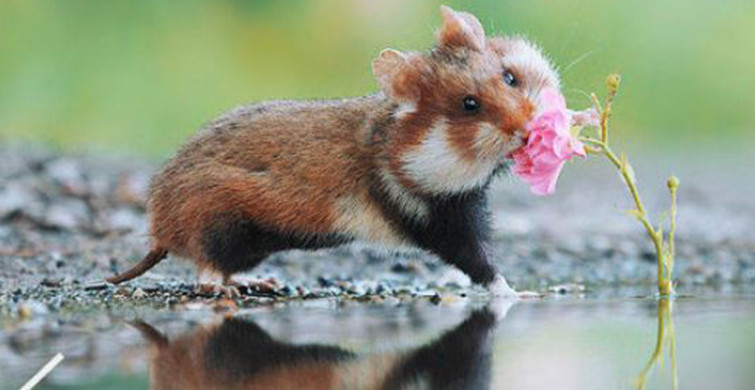Doğada Da Hamster Var! İşte Kalbinizi Yumuşatacak Hamsterlar