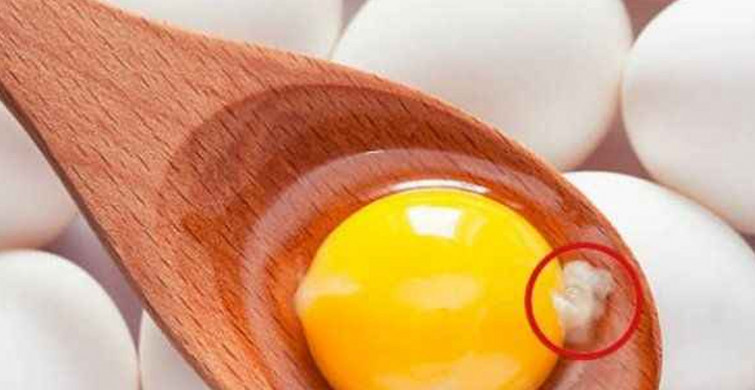 Yumurtanın içindeki ipliğe benzer beyaz şey nedir?