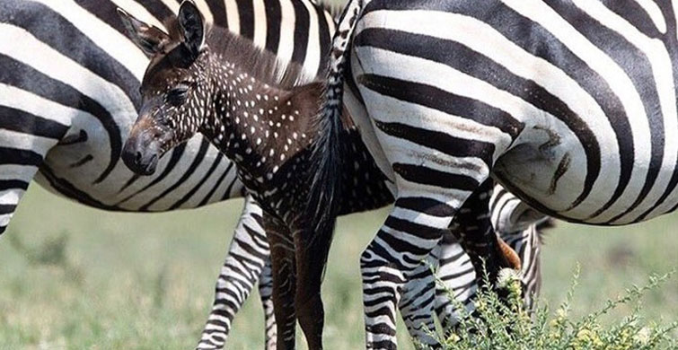 Objektife Takılan Beyaz Lekeli Nadir Görülen Zebra Yavrusu