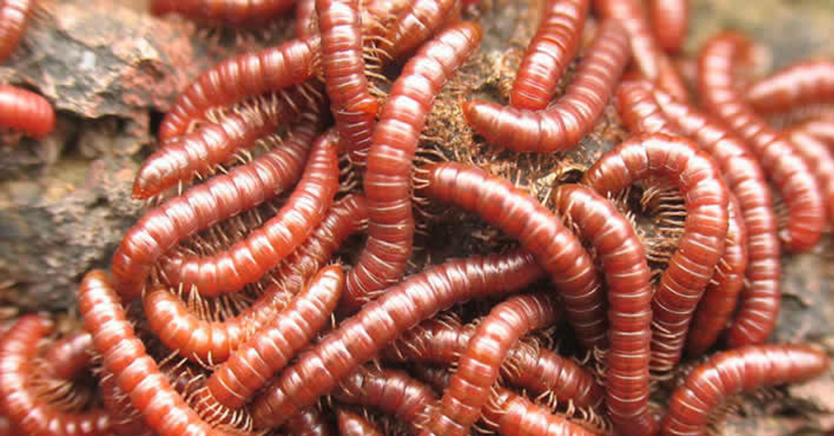 Много червей среди которых. Красные кольчатые черви. Worms черви.