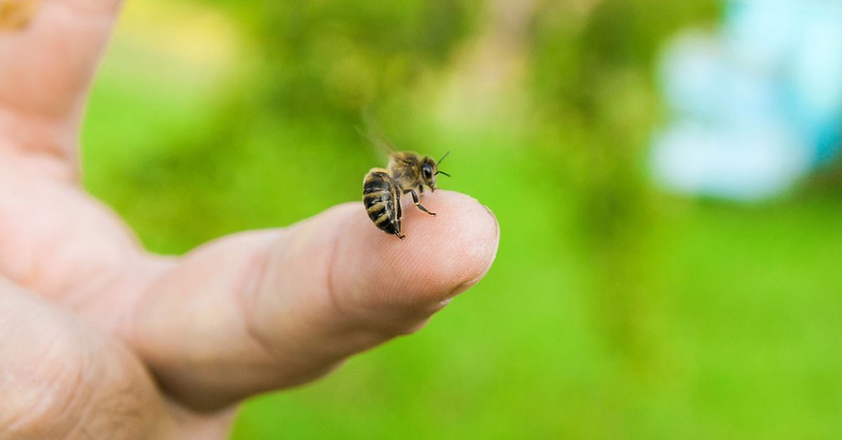 arı zehrinin faydaları