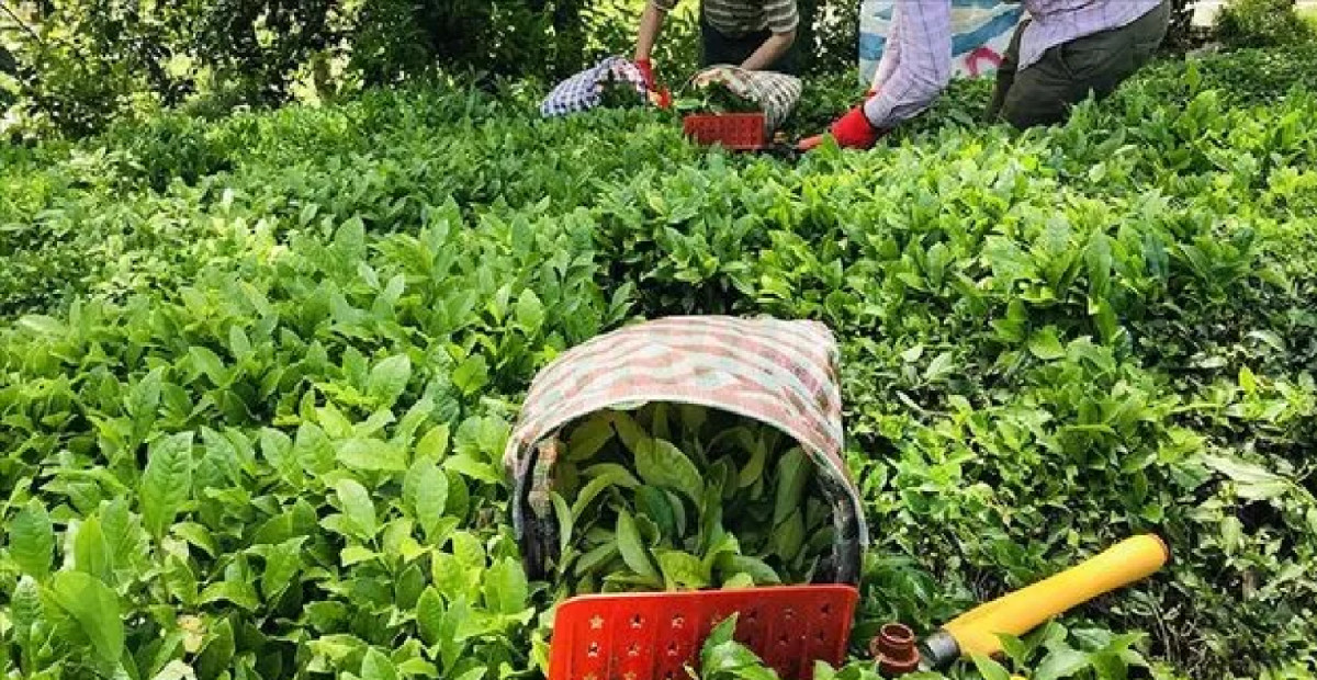 ÇAYKUR işçi alımı ne zaman? ÇAYKUR işçi alım şartları nelerdir?